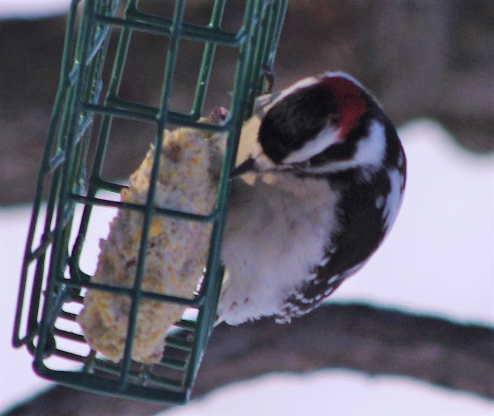 Downy Woodpecker - ML142742131