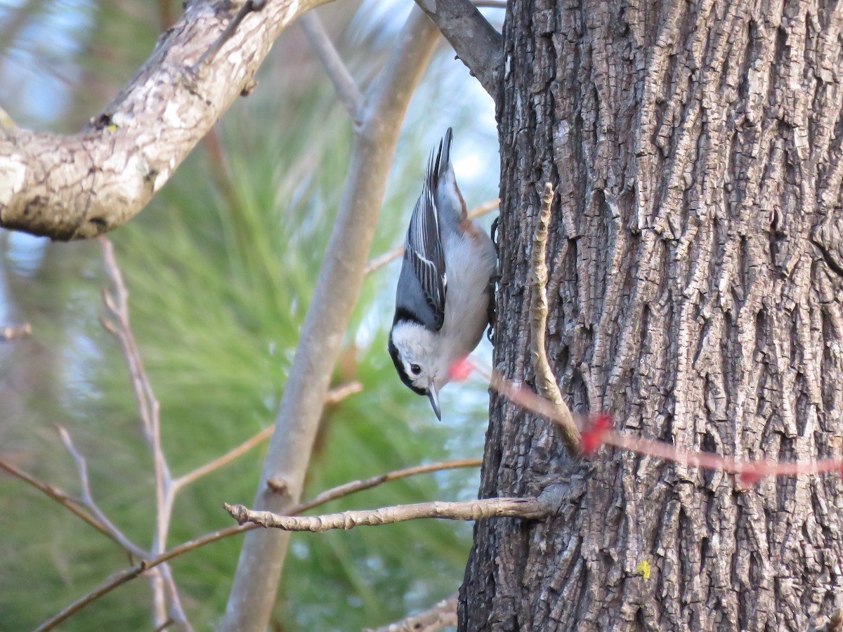 White-breasted Nuthatch - ML142742271