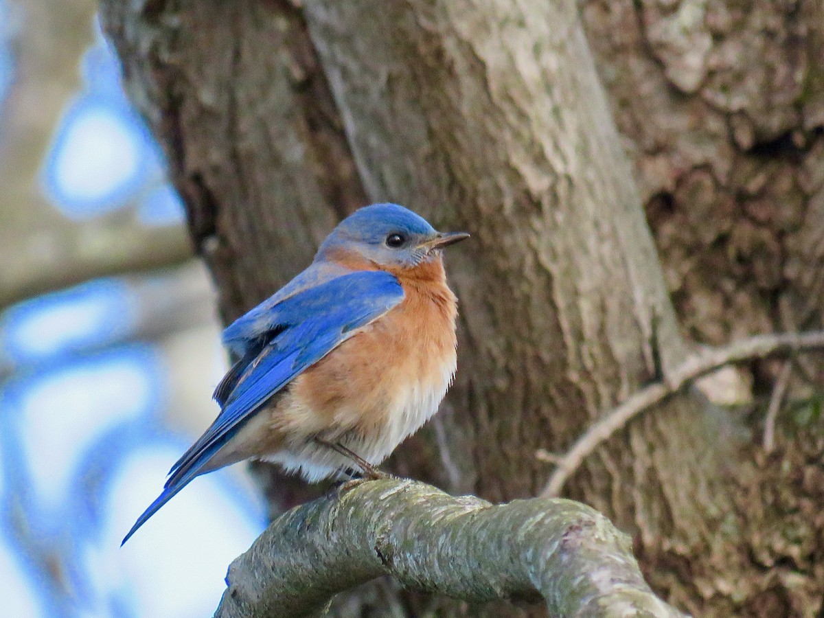 Eastern Bluebird - michele ramsey