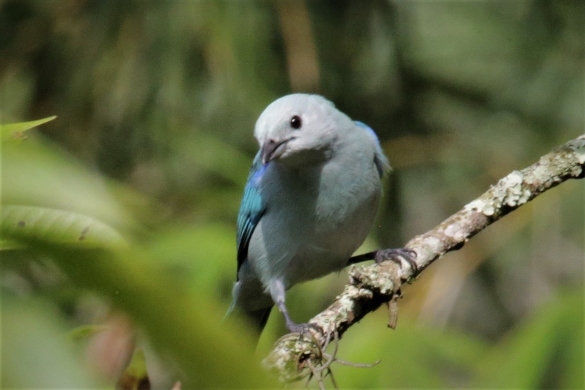 Blue-gray Tanager - ML142744111