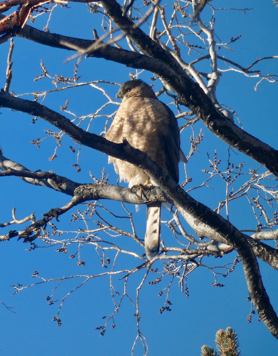 Cooper's Hawk - Ann Hunkins