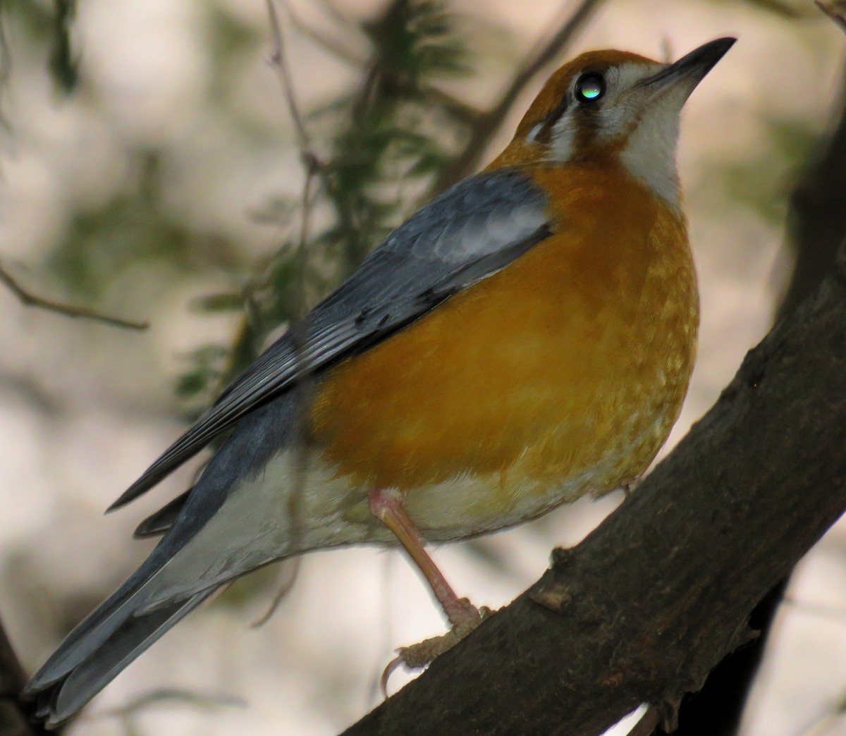 Orange-headed Thrush (White-throated) - ML142744881