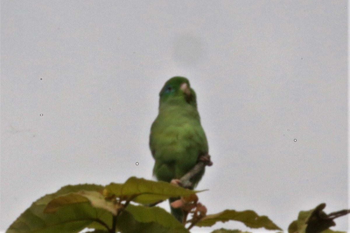 Spectacled Parrotlet - ML142746051