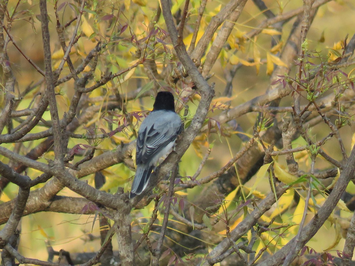 Black-headed Cuckooshrike - Santharam V