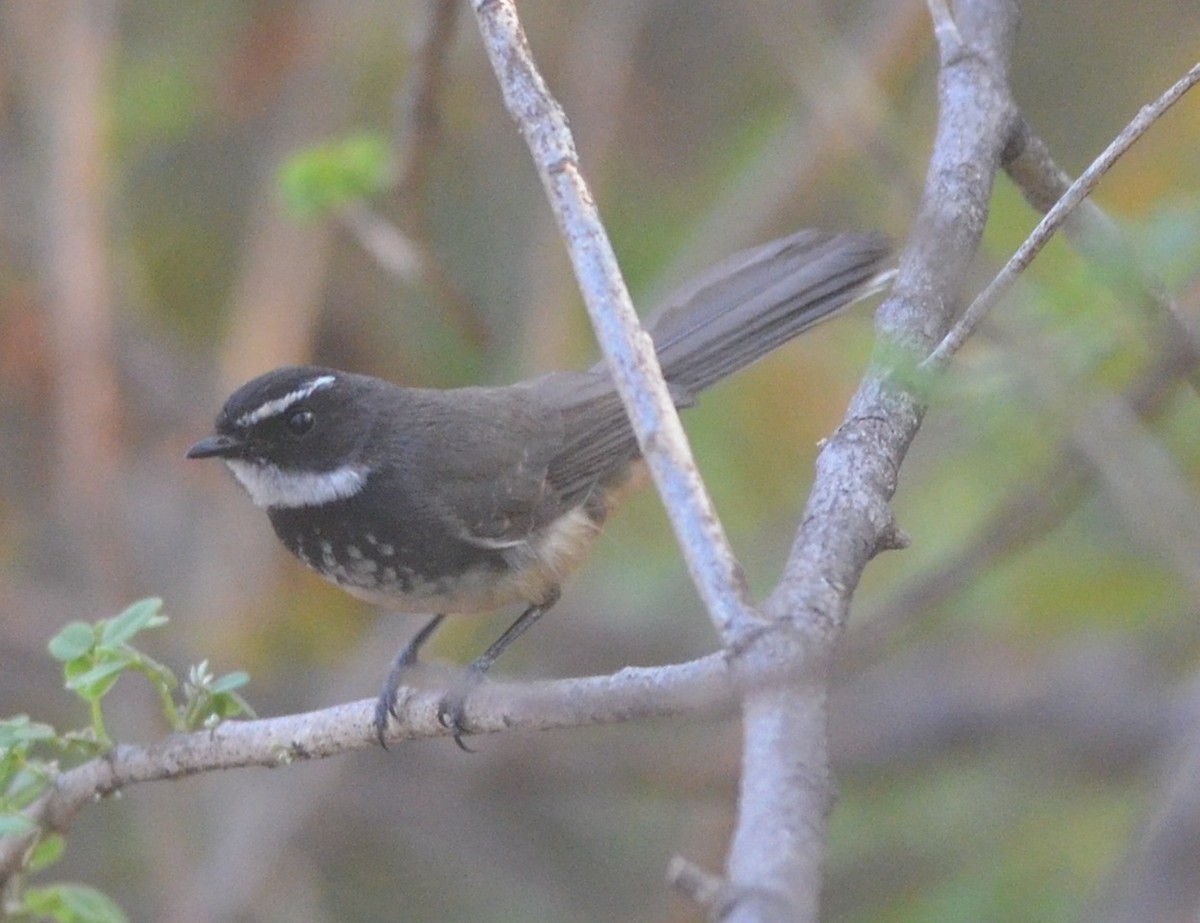 Spot-breasted Fantail - Hareesha AS