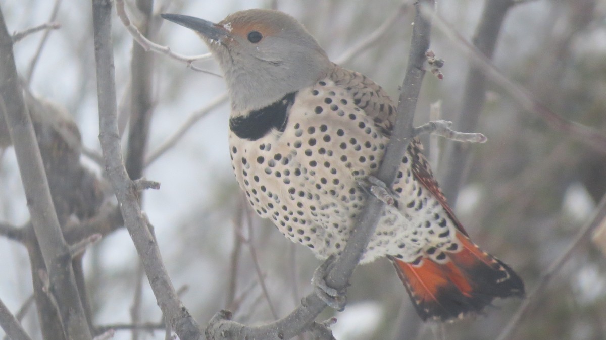 Northern Flicker (Red-shafted) - Kent Coe