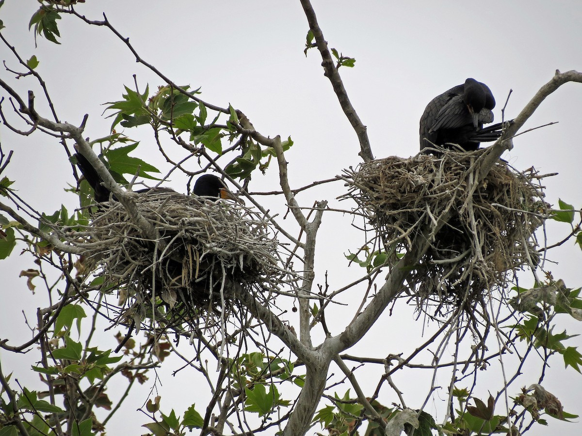 Double-crested Cormorant - ML142749651