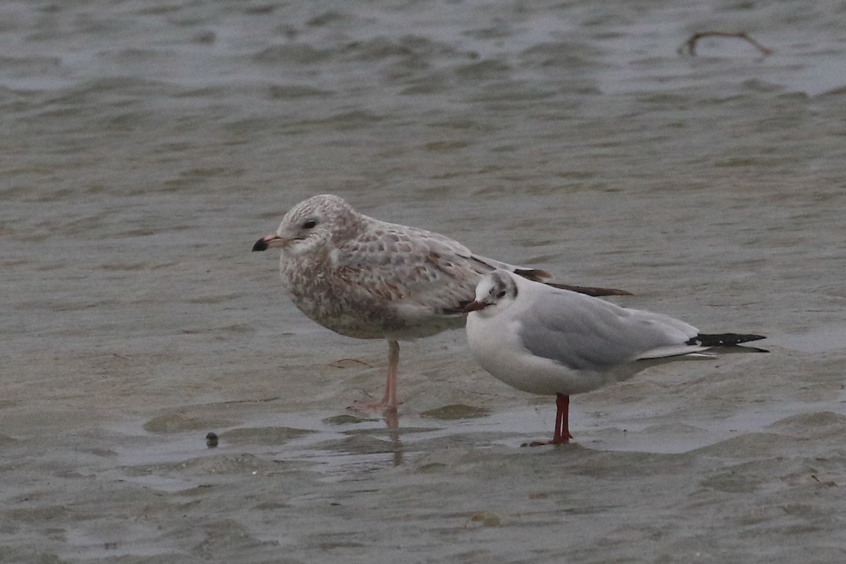 Ring-billed Gull - ML142750371