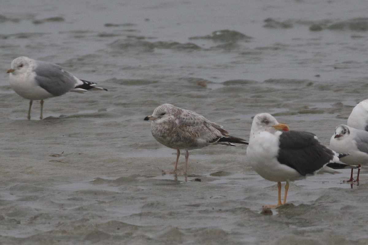 Ring-billed Gull - Ingvar Atli Sigurðsson