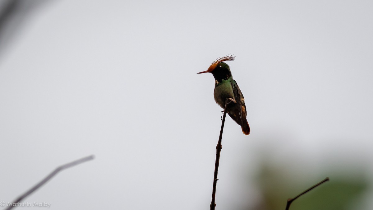 Rufous-crested Coquette - Mathurin Malby
