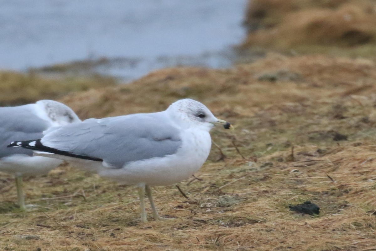 Ring-billed Gull - ML142751031