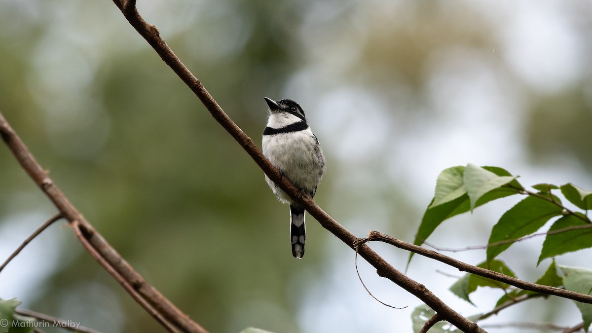 Pied Puffbird - ML142751101