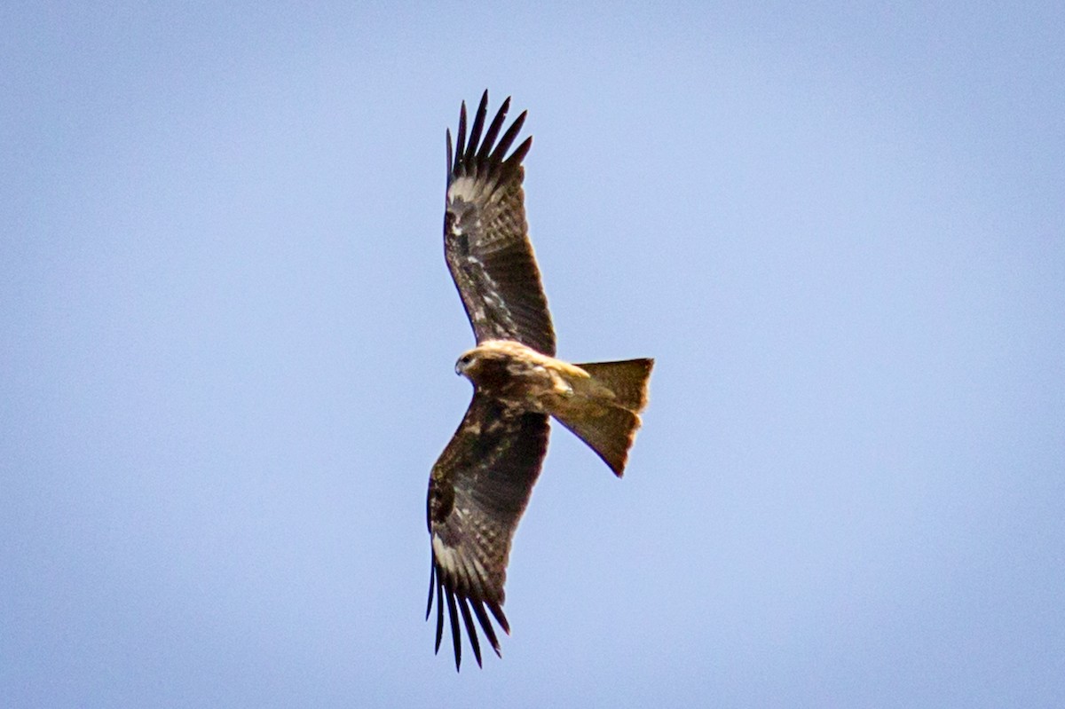 Black Kite - Michael Warner