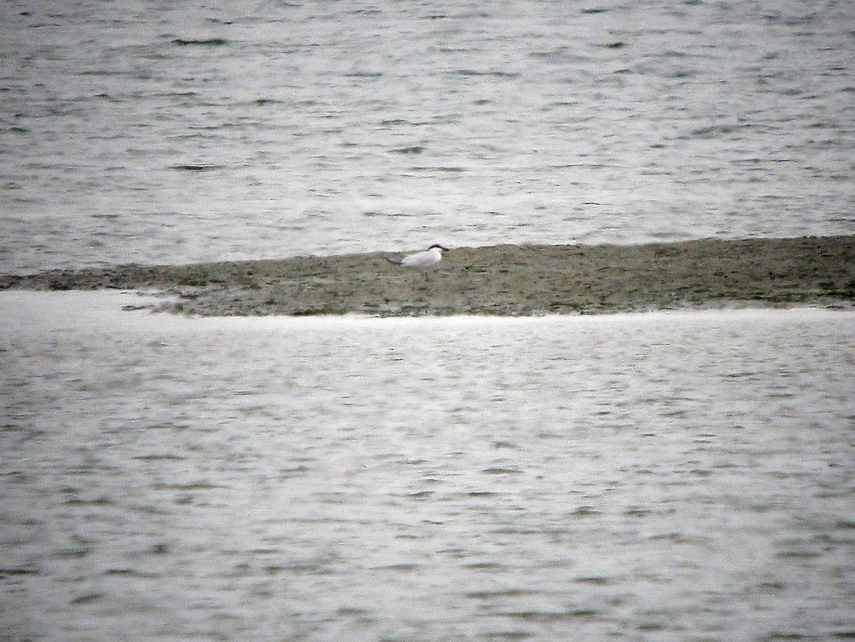 Gull-billed Tern - ML142751971