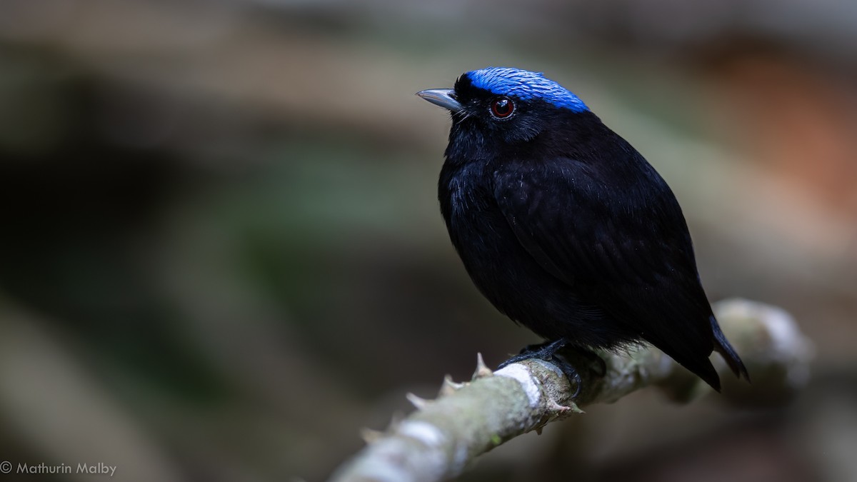 Velvety Manakin - Mathurin Malby