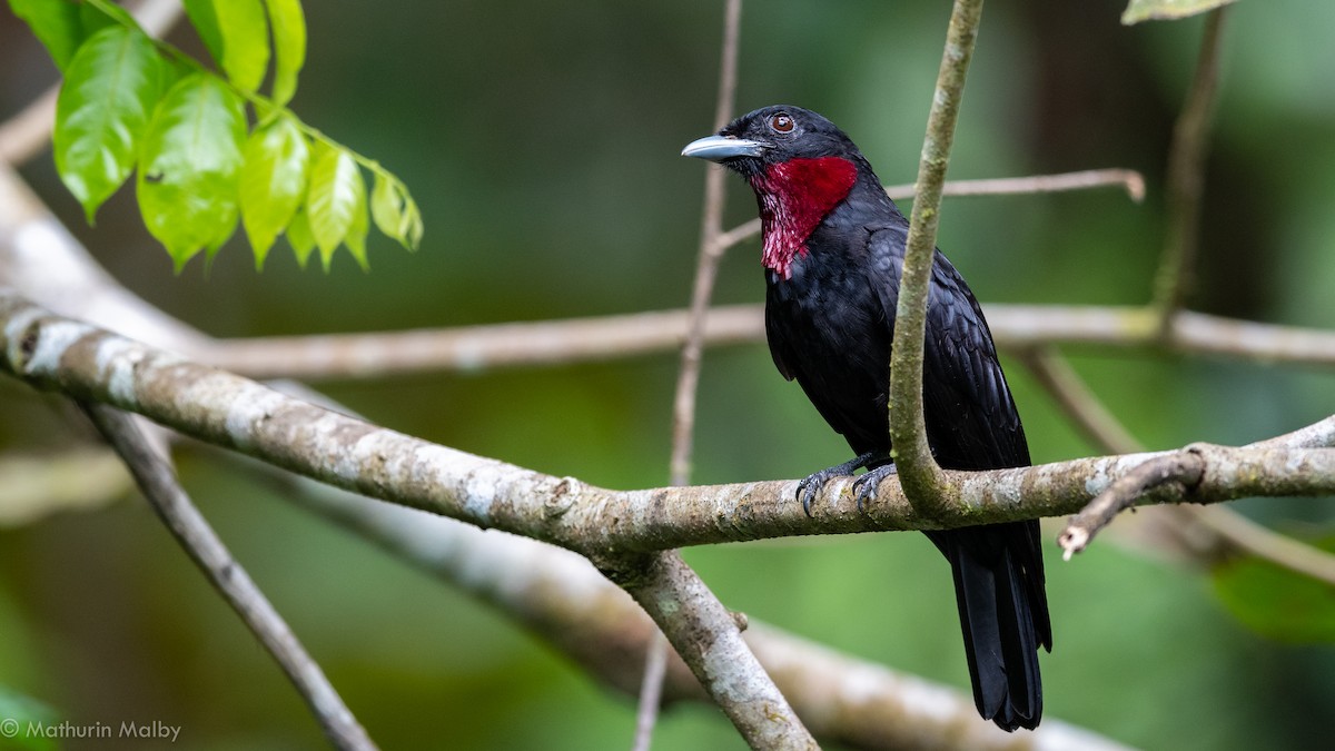 Purple-throated Fruitcrow - Mathurin Malby