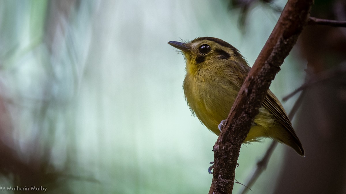 Golden-crowned Spadebill - Mathurin Malby