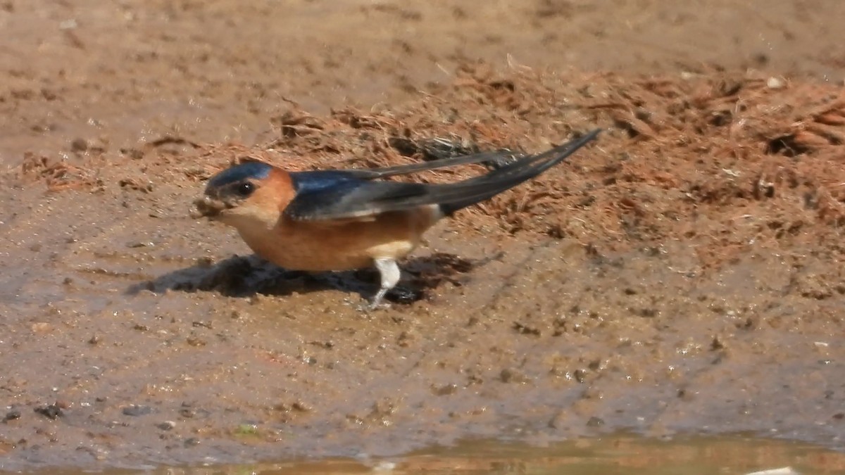Red-rumped Swallow - ML142752651