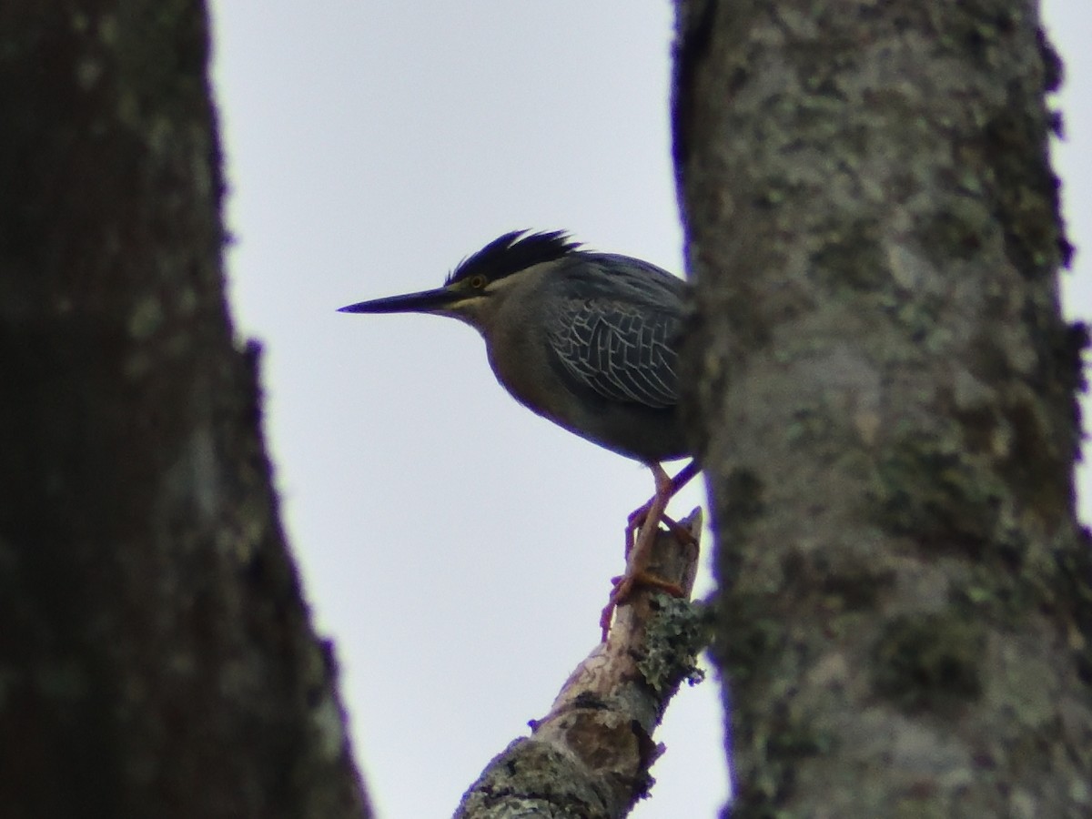 Striated Heron - ML142752691