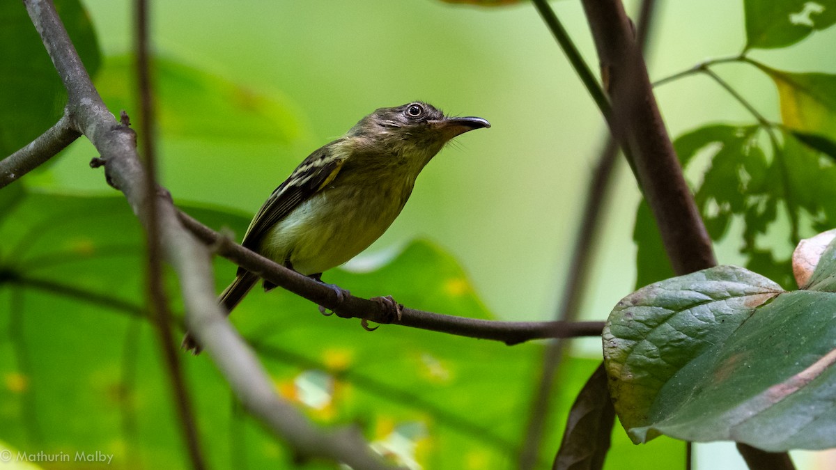 Southern Bentbill - ML142752721