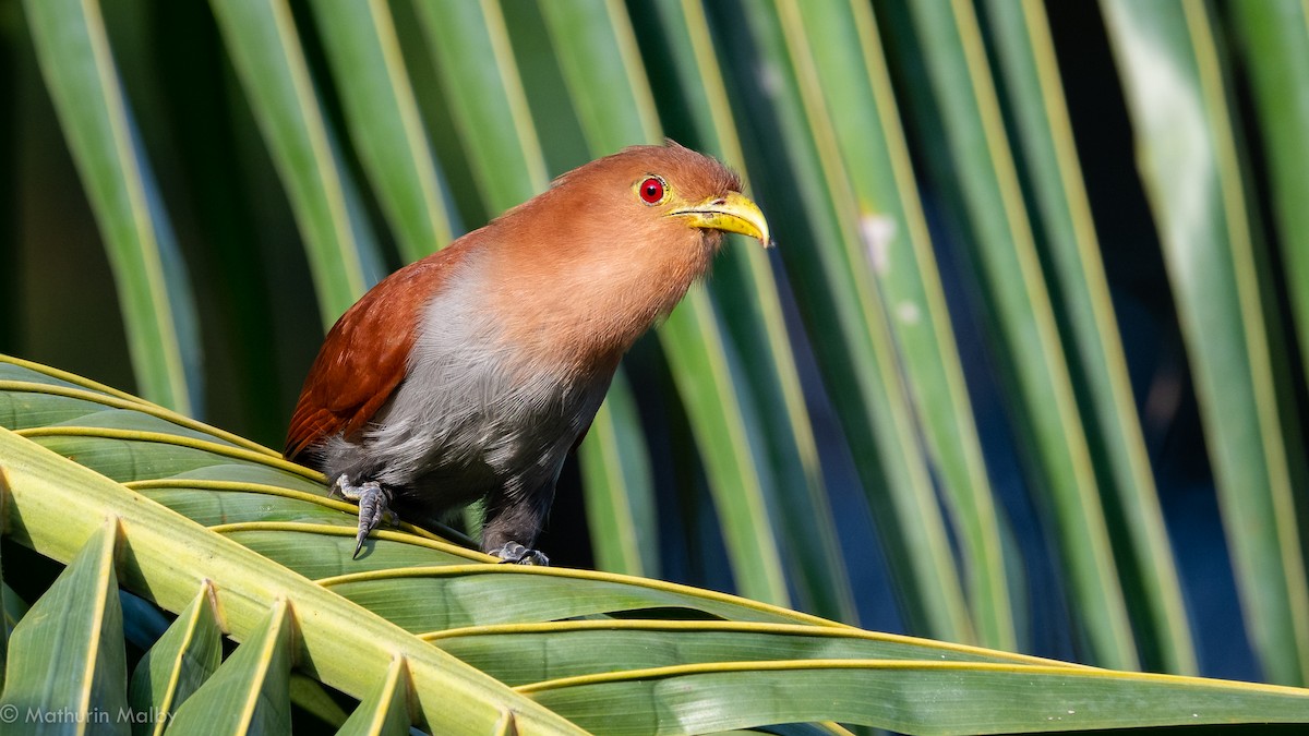 Squirrel Cuckoo - ML142753571