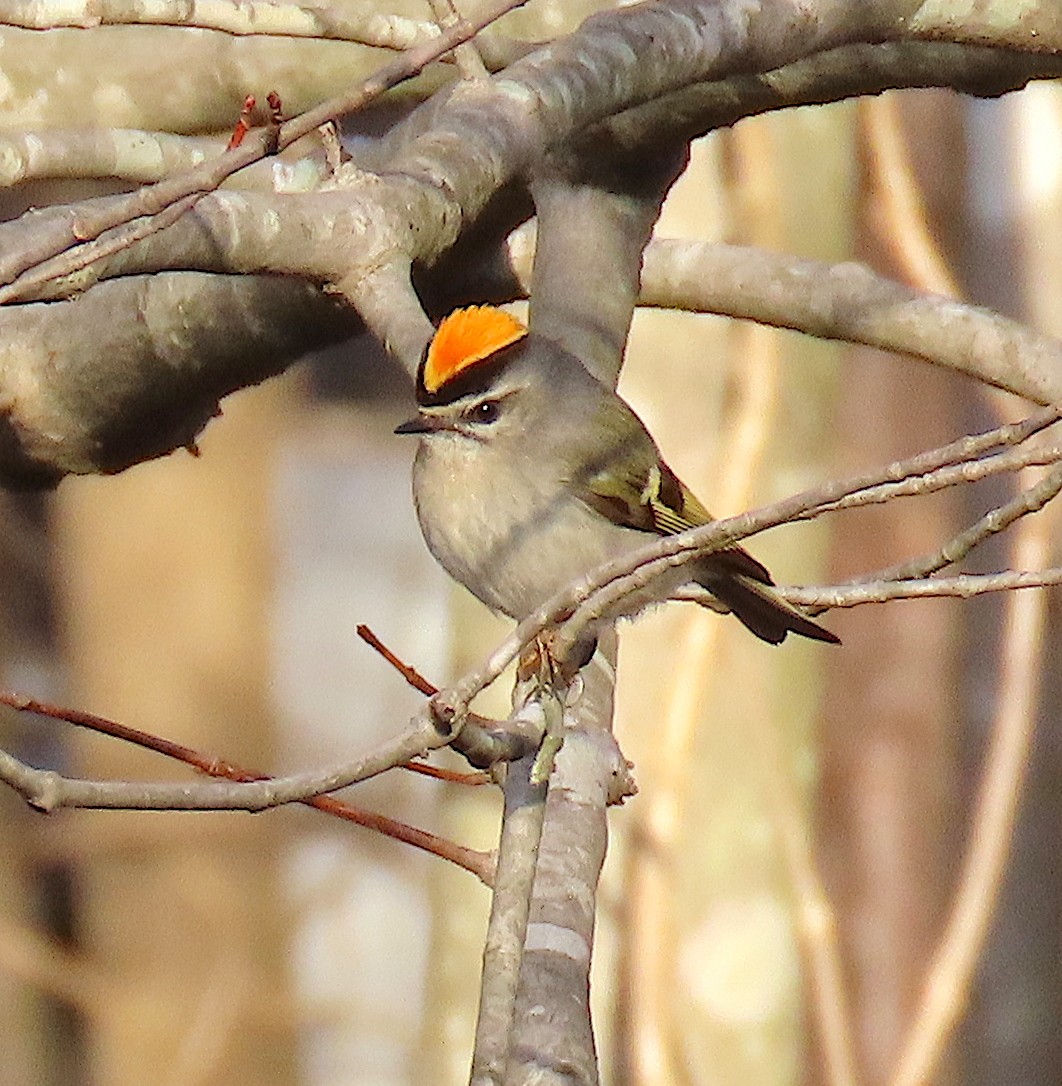 Roitelet à couronne dorée - ML142754931