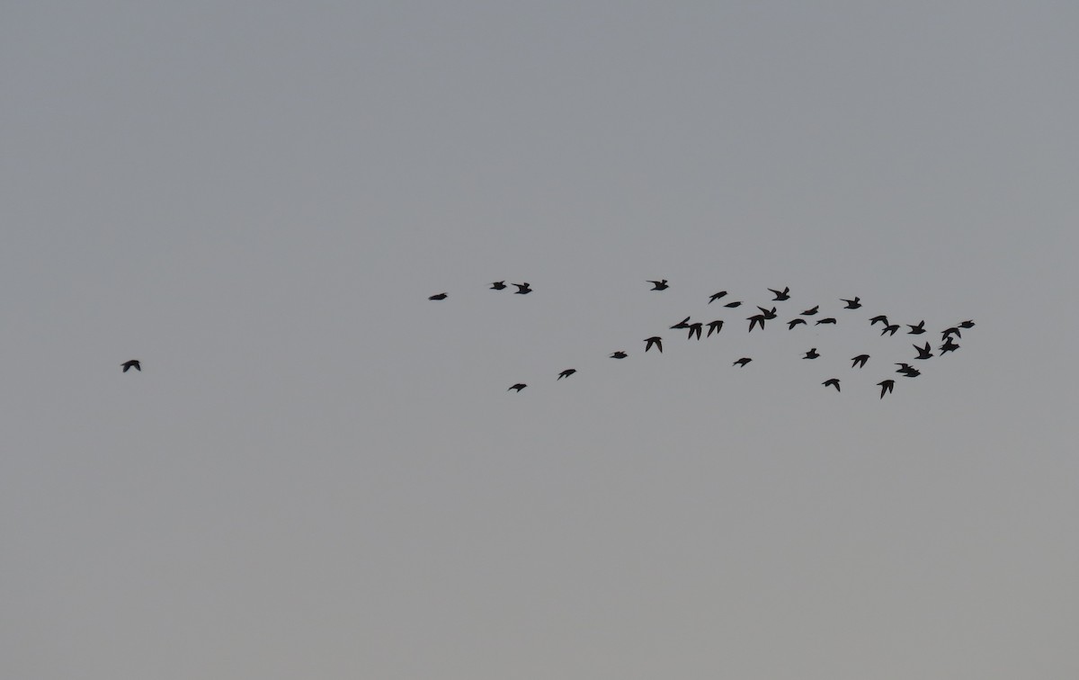 חופזי זהוב - ML142754971