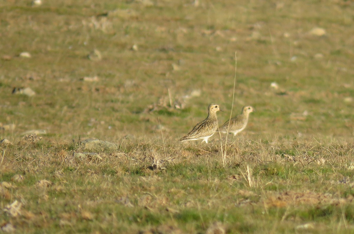 חופזי זהוב - ML142755001