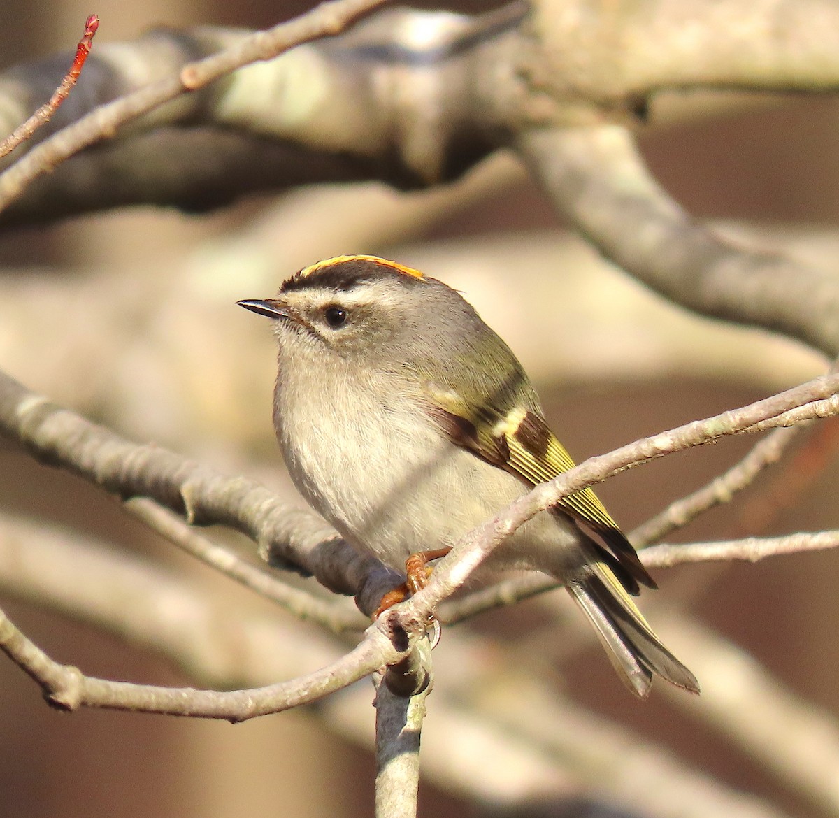 Golden-crowned Kinglet - Lori White