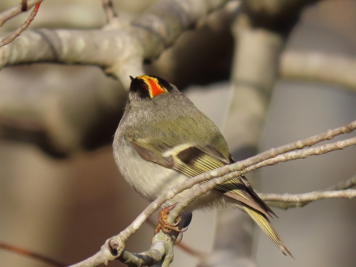 Golden-crowned Kinglet - Lori White