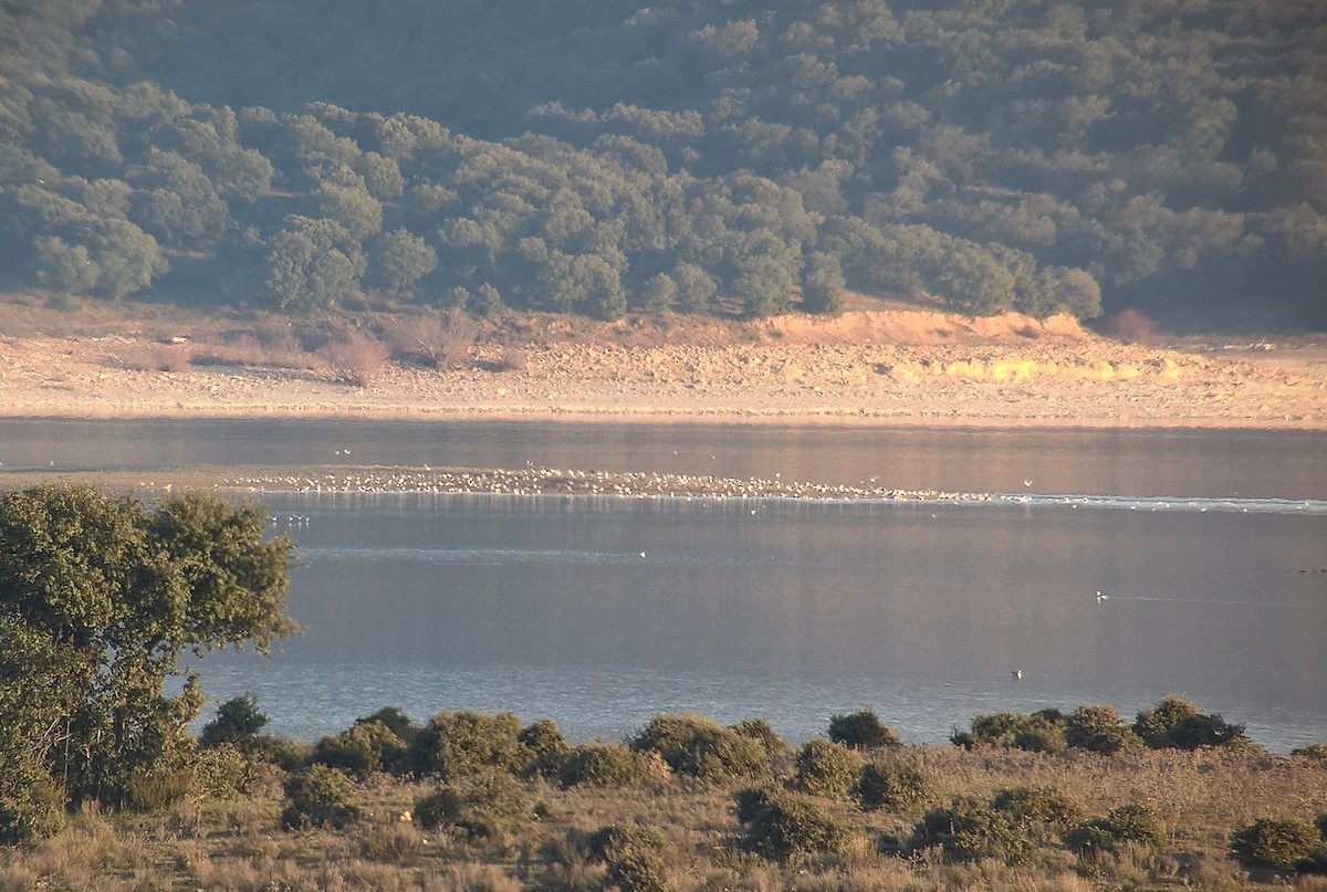 שחף אגמים - ML142755161