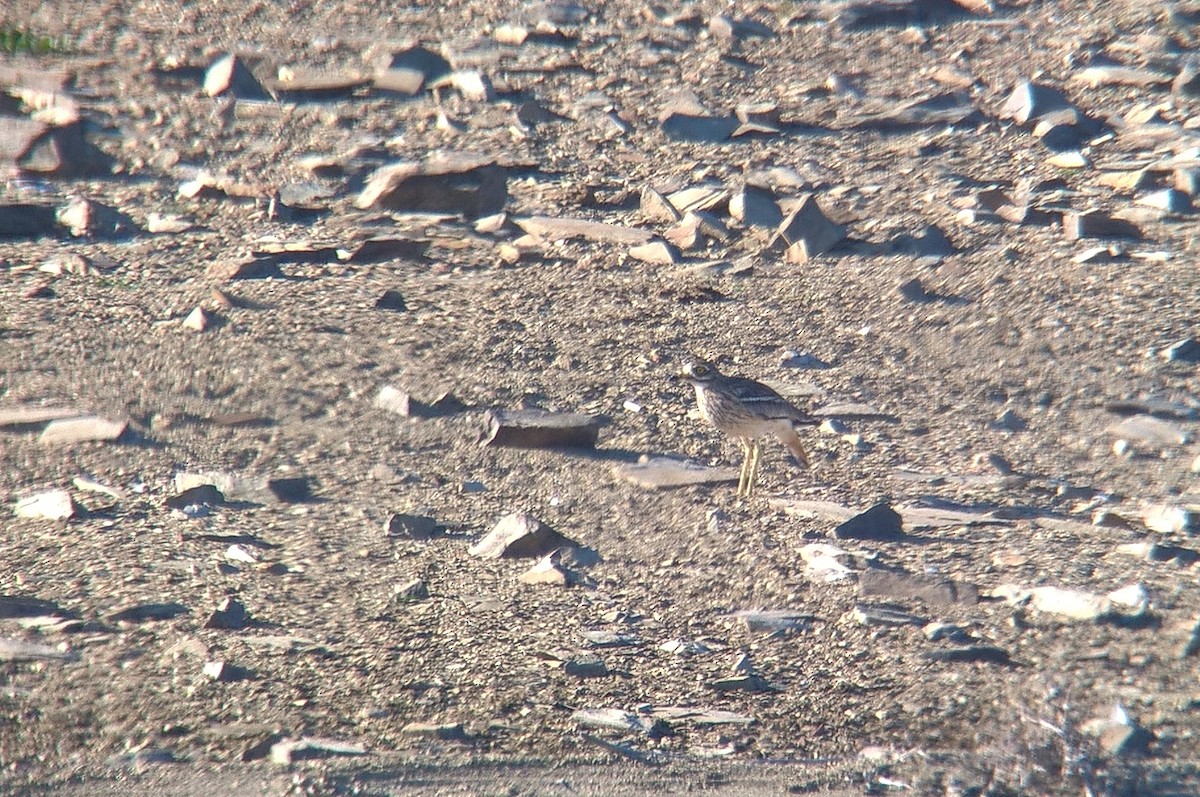 כרוון מצוי - ML142755251