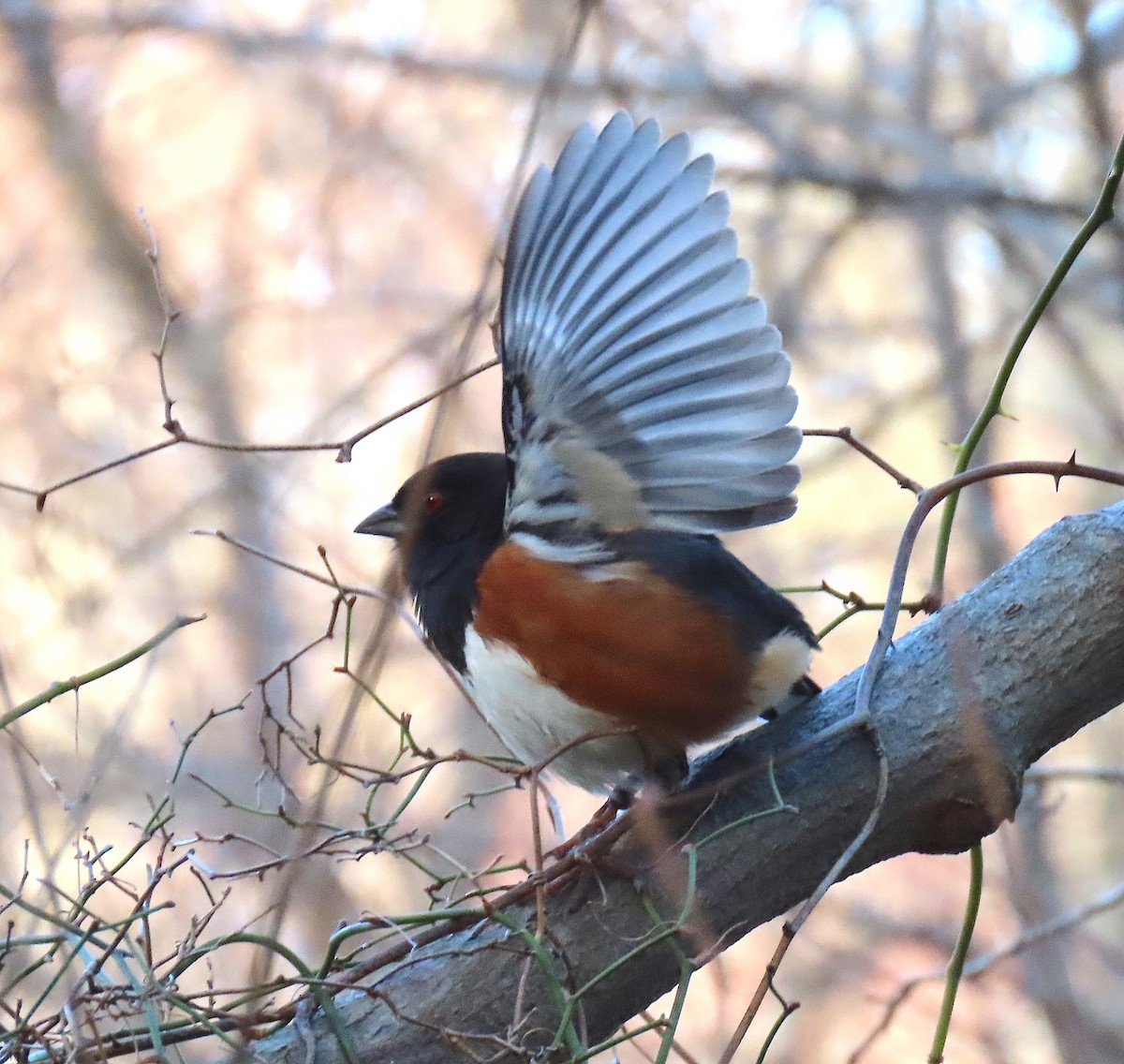 Eastern Towhee - ML142755321