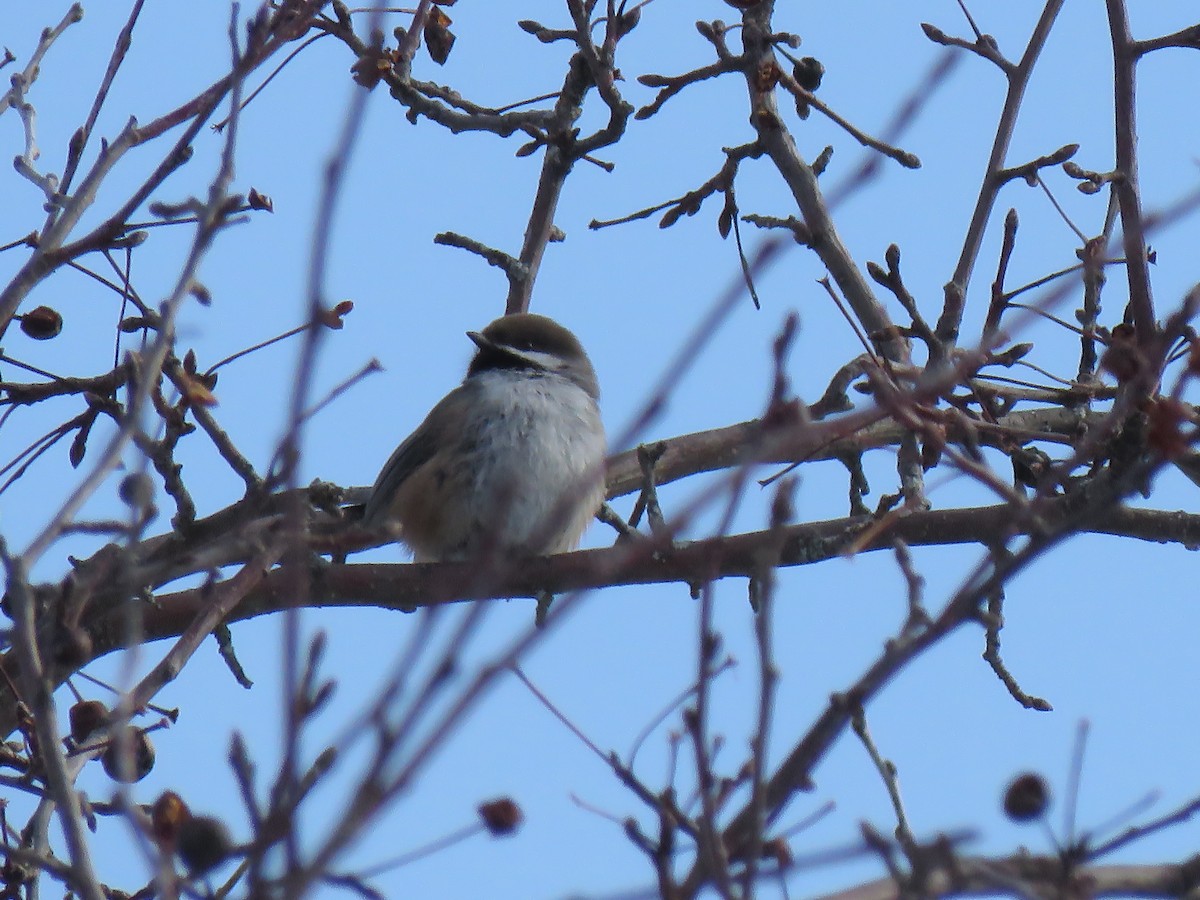 Boreal Chickadee - ML142755581