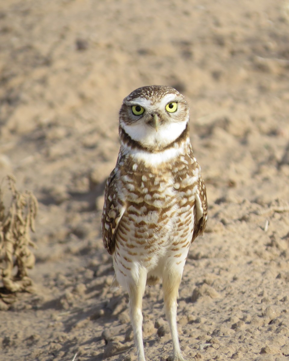 Burrowing Owl - ML142755801