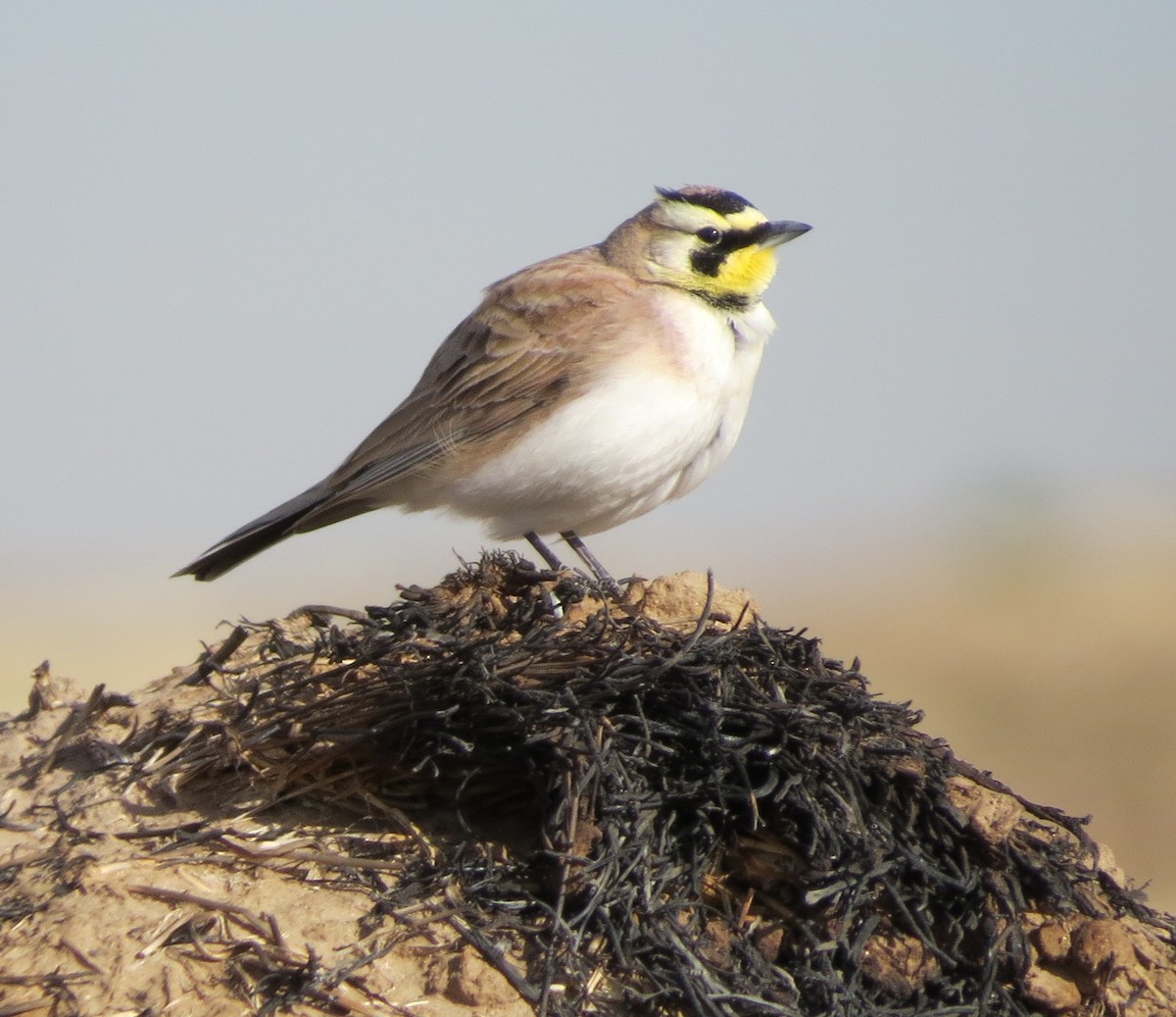 Horned Lark - ML142756111