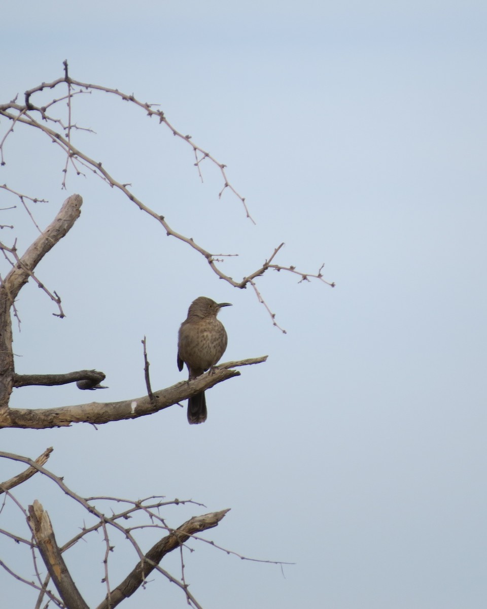 Bendire's Thrasher - ML142756201