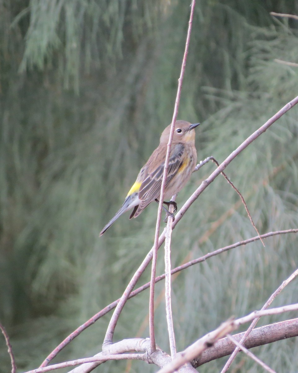 Yellow-rumped Warbler - ML142756431