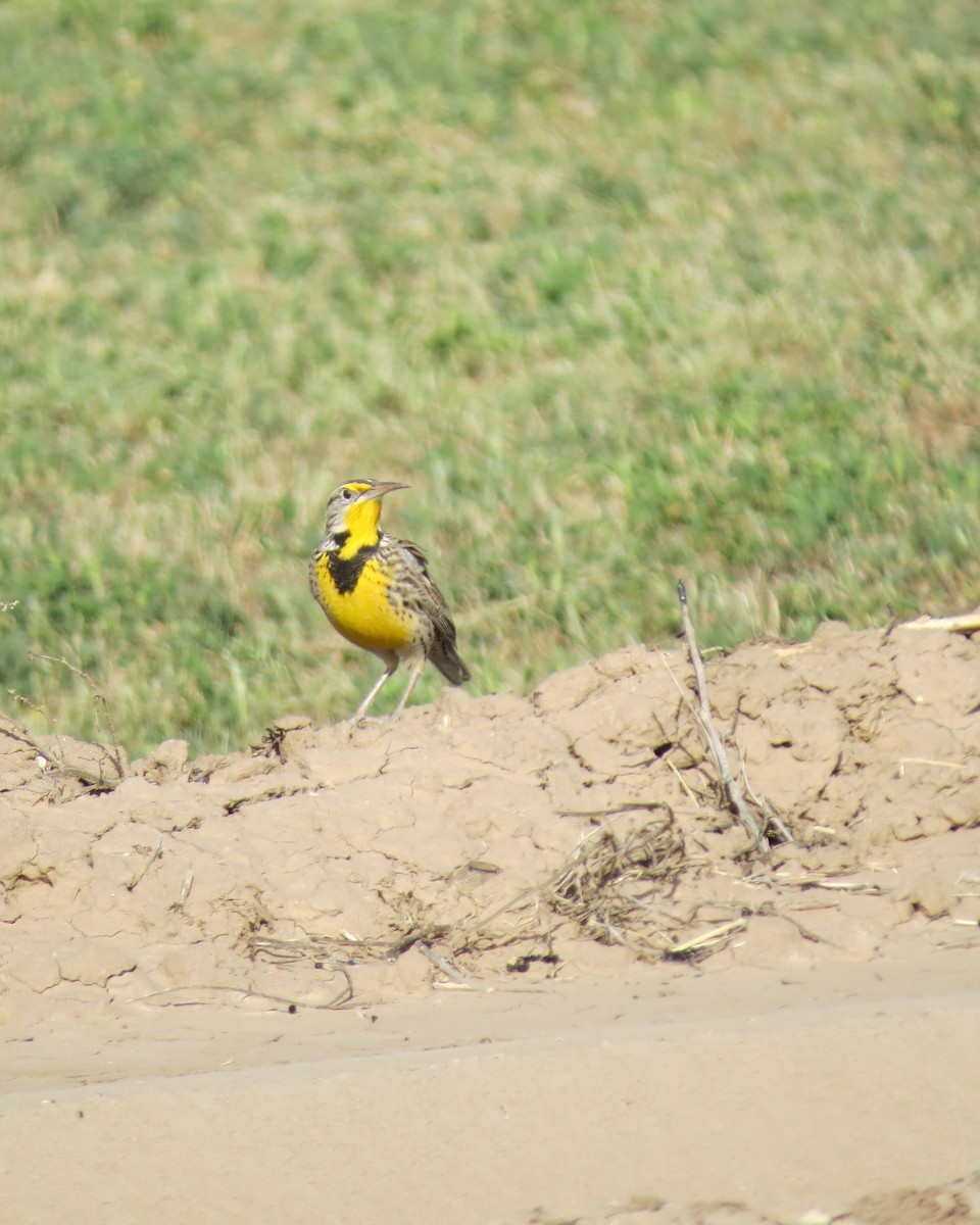 Western Meadowlark - ML142757101