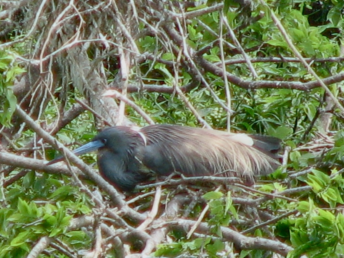 Tricolored Heron - Hope Shastri