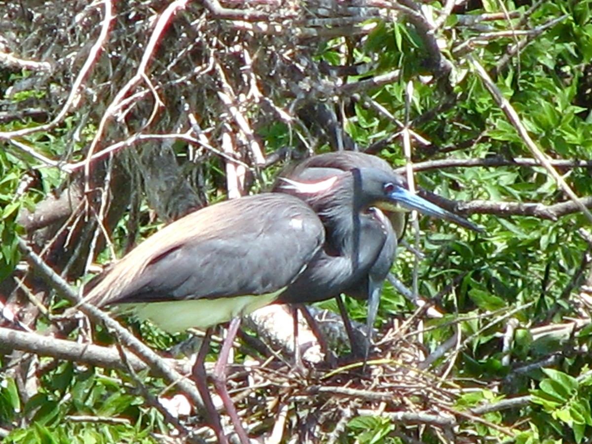 Tricolored Heron - ML142759261