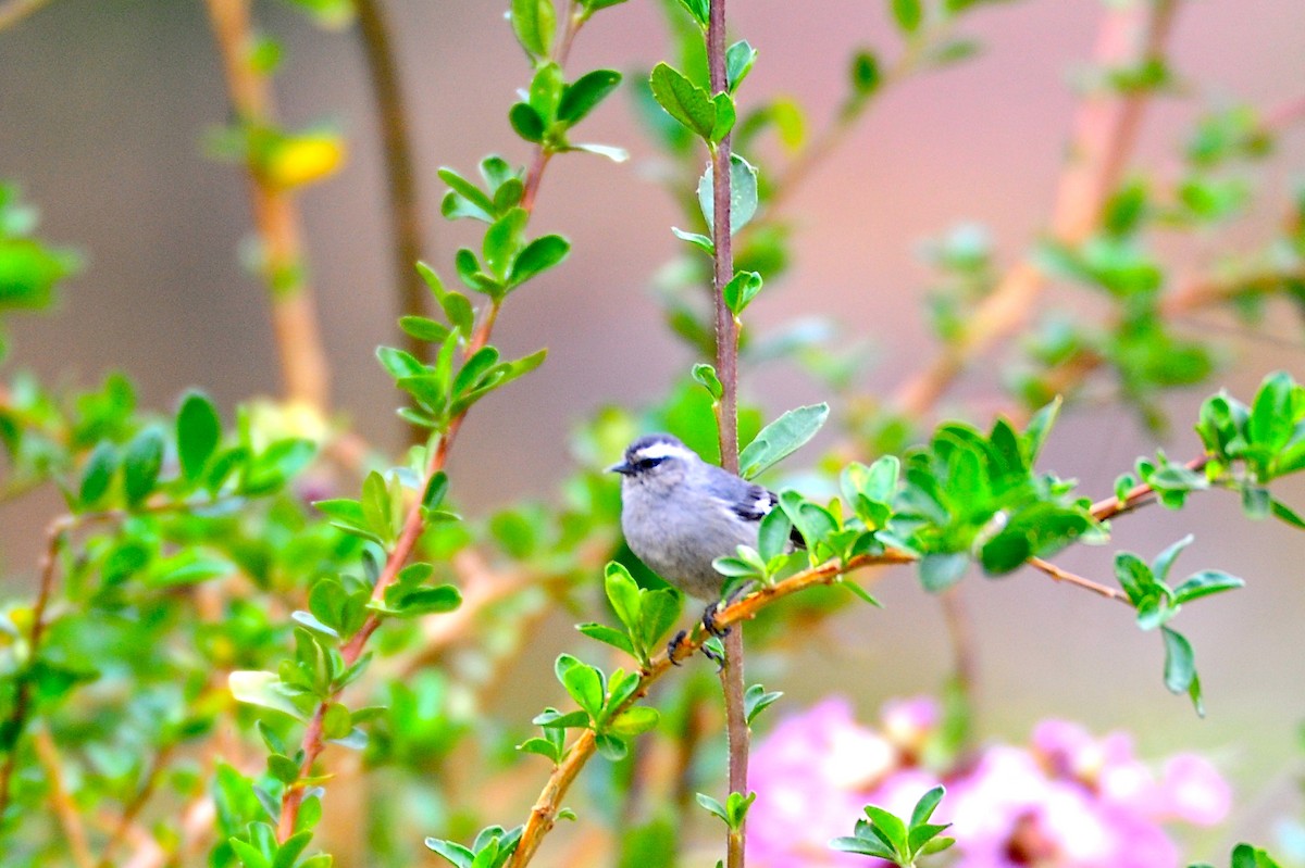 Cinereous Conebill - ML142759521