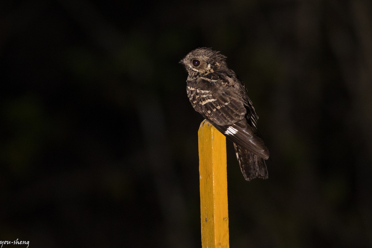 Large-tailed Nightjar - ML142759911