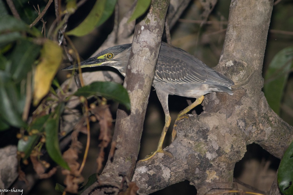 Striated Heron - ML142759931