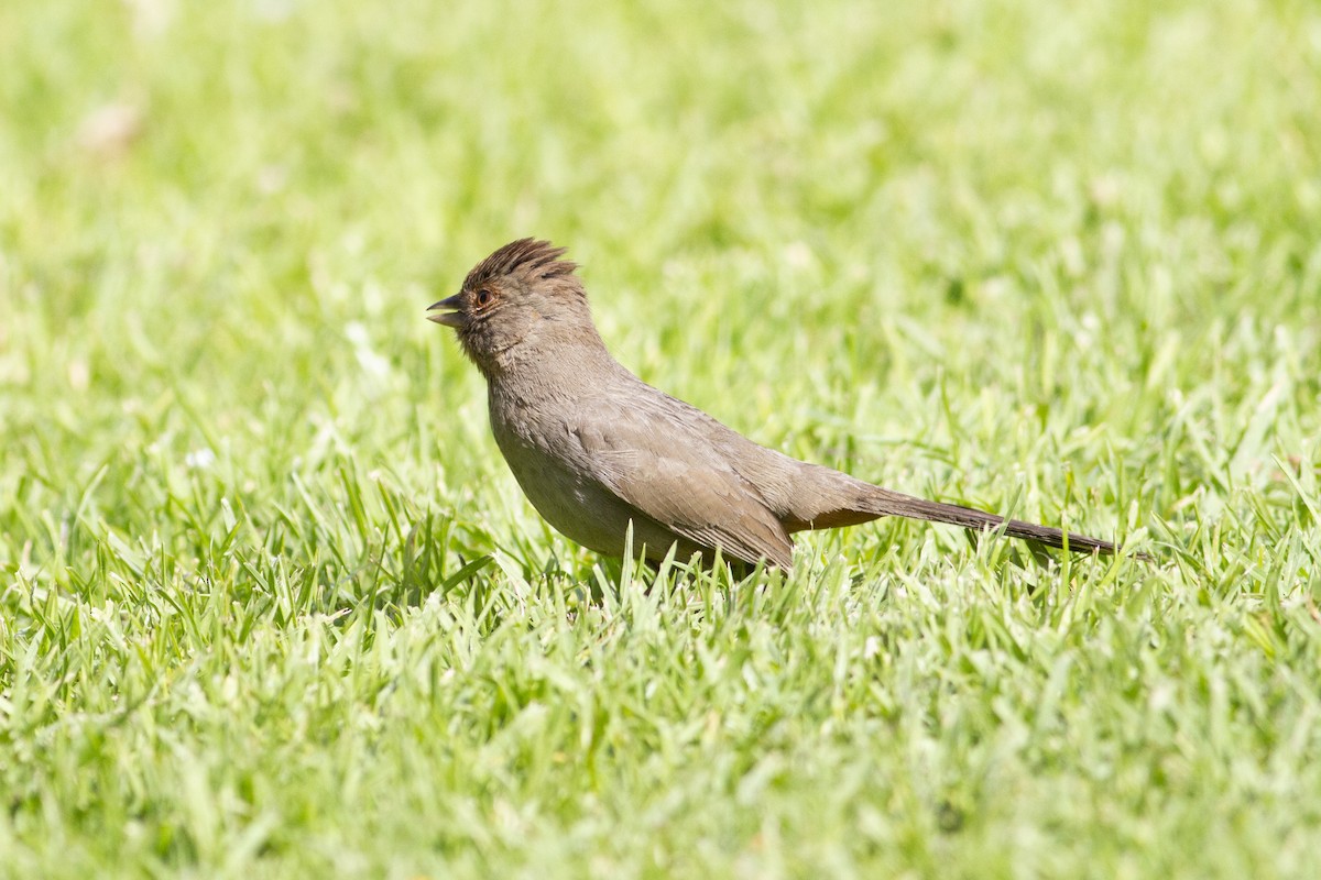 California Towhee - Nathan French