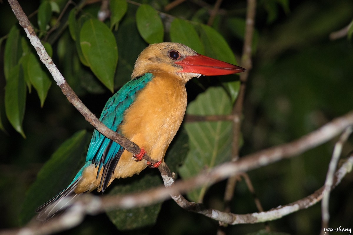 Stork-billed Kingfisher - ML142760281