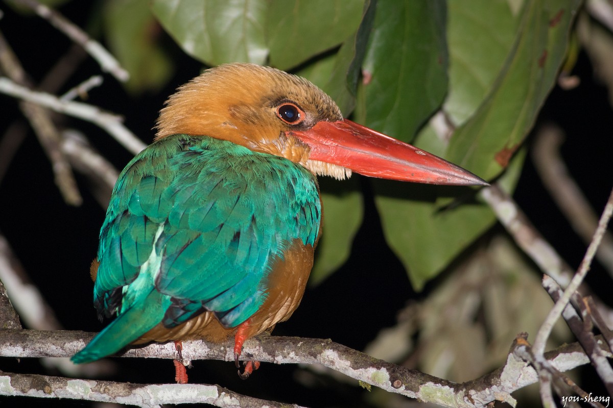 Stork-billed Kingfisher - ML142760291