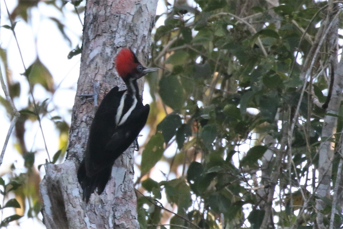 Pale-billed Woodpecker - ML142760611