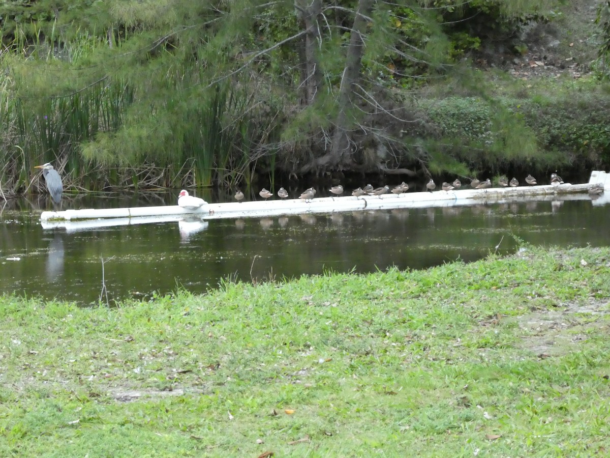 Muscovy Duck (Domestic type) - elwood bracey