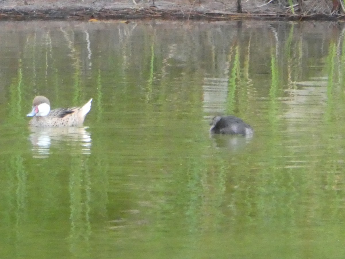 White-cheeked Pintail - ML142760931